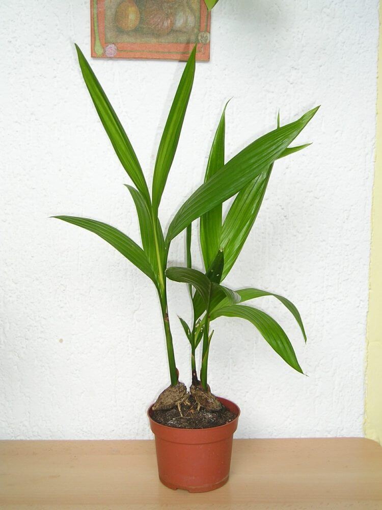 palmier-interieur-areca-catechu-palmier-betel