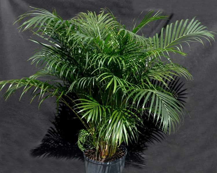 palmier-interieur-areca-entretien-facile