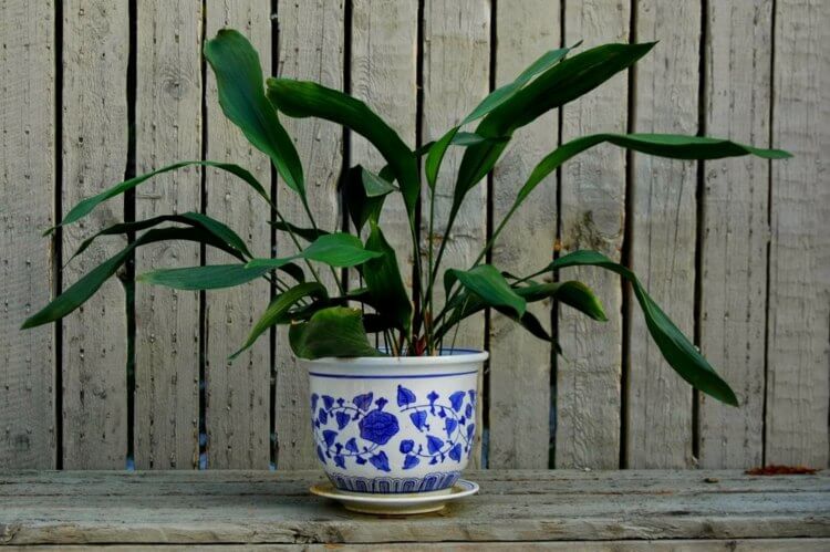 palmier-interieur-aspidistra-elatior-plante-vivace-feuilles-vert-fonce