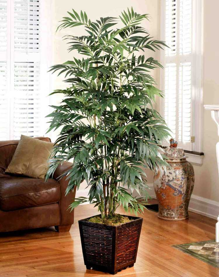 palmier-interieur-culture-pot-palmier-bambou