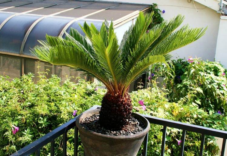 palmier-interieur-cycas-feuillage-decoratif-culture-pot-balcon