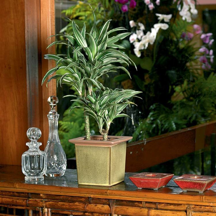 palmier-interieur-dracaena-culture-pot-plante-interieur-decorative