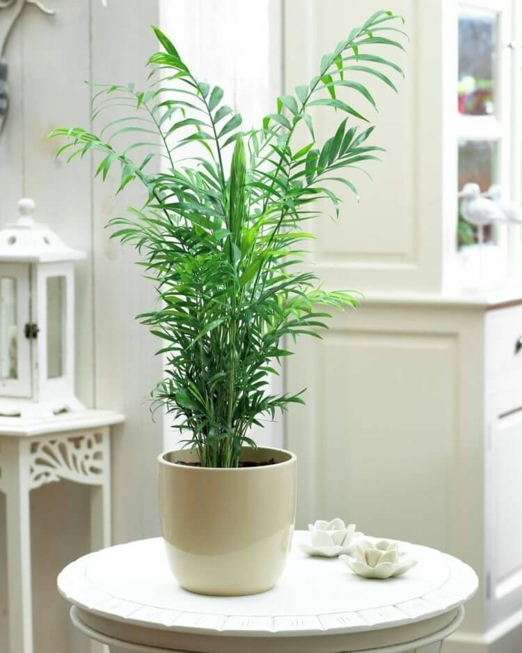 palmier-interieur-palmier-montagne-plante-interieur-pot