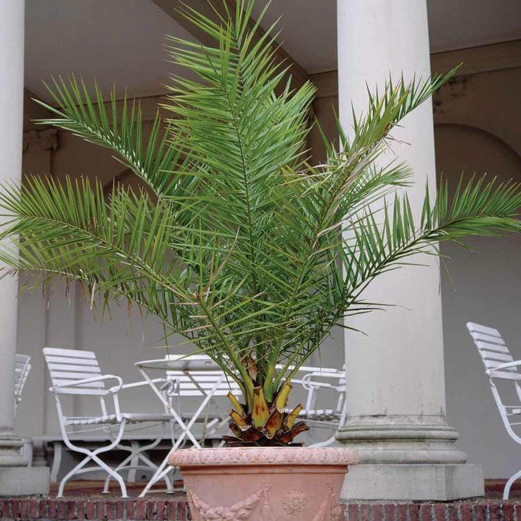 palmier-interieur-palmier-phoenix-grand-pot-terrasse