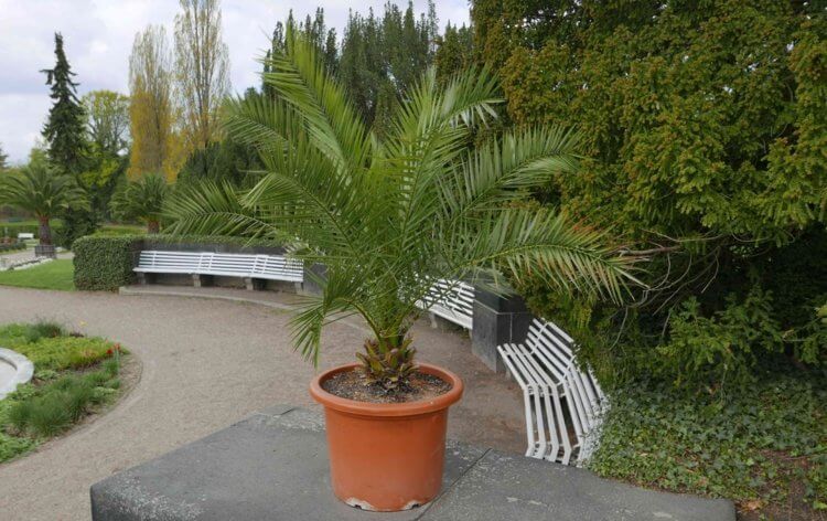 palmier-interieur-pot-palmier-chili-culture-pot