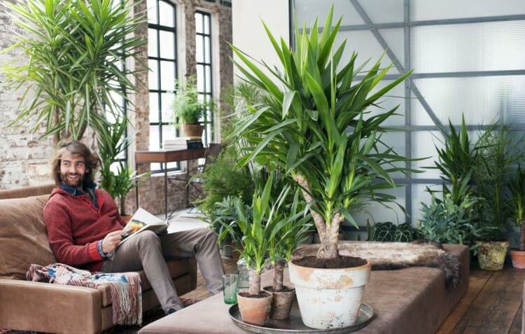 palmier-interieur-yucca-culture-pot-plante-verte-interieur-exotique